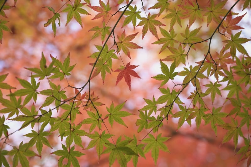 Japanese Maples