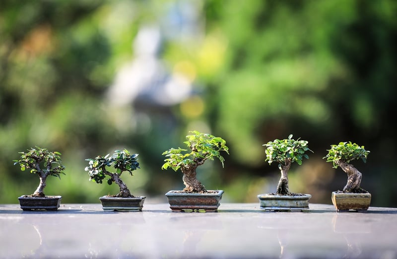 Miniature Zen Gardens