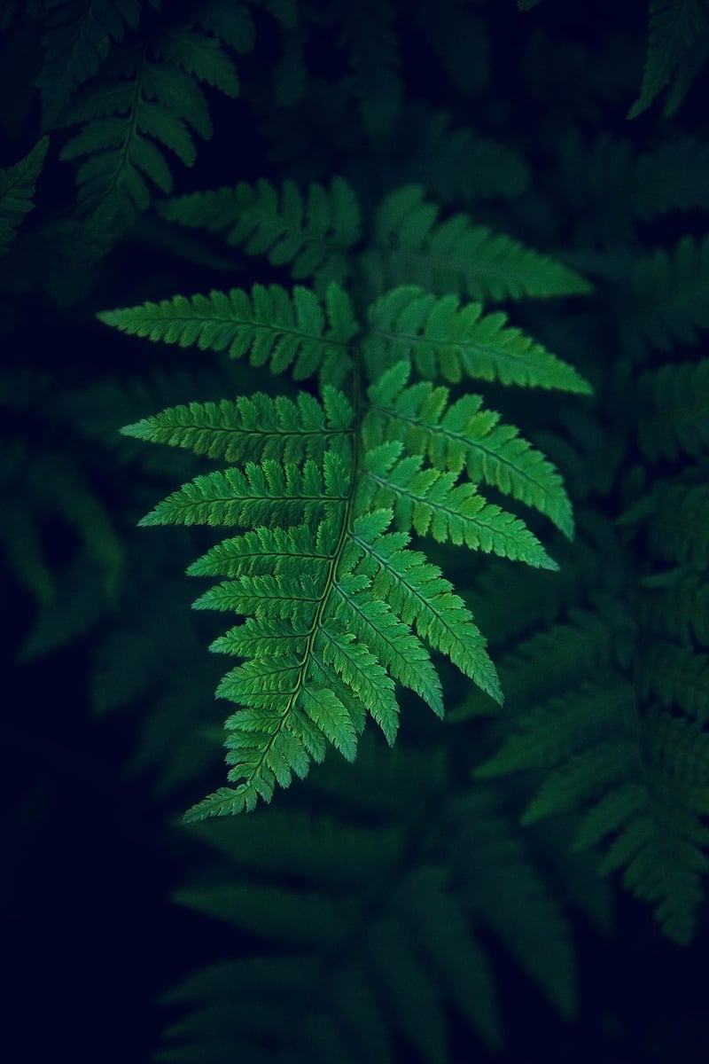 Eco Landscape