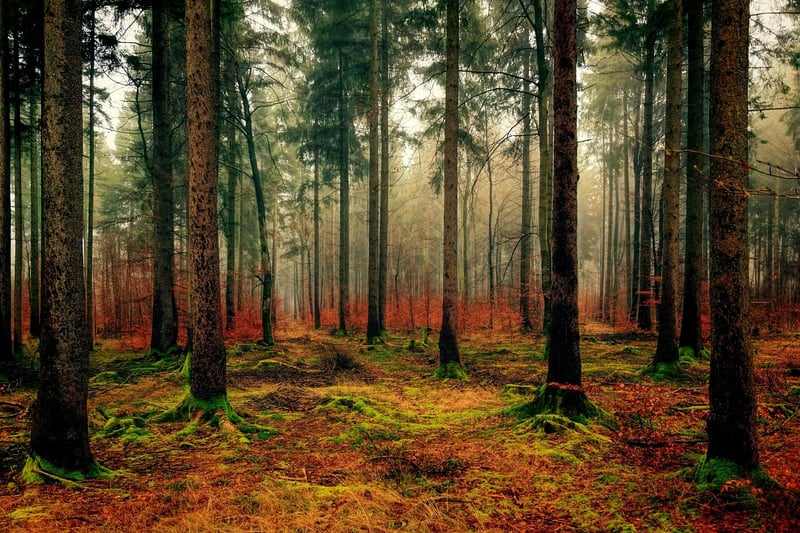 Moss Garden