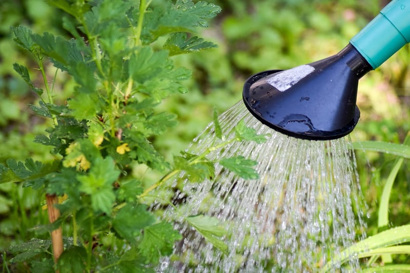 Watering Lawn